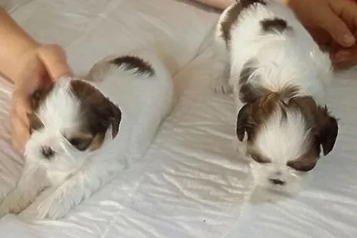 Sprzedam szczeniaki shih tzu,  mazowieckie Płock