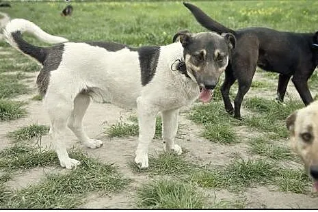 ROKI piesek CUDO do pokochania :),  wielkopolskie 