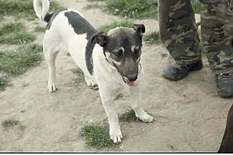 ROKI piesek CUDO do pokochania :),  wielkopolskie 