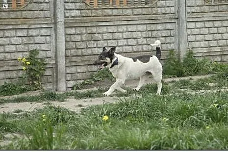 ROKI piesek CUDO do pokochania :),  wielkopolskie 
