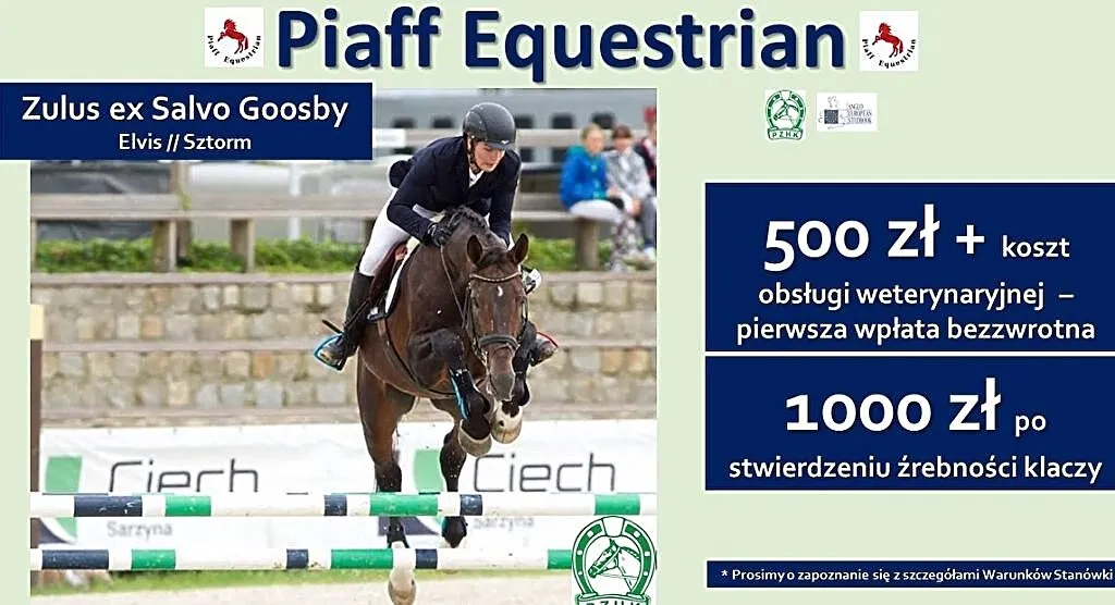 STANÓWKA 2021 PIAFF EQUESTRIAN - WICEMISTRZ POLSKI W SKOKACH 2008 - ZULUS EX SALVO GOOSBY - WYBITNY OGIER SP, , Reńska