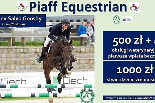 STANÓWKA 2021 PIAFF EQUESTRIAN - WICEMISTRZ POLSKI W SKOKACH 2008 - ZULUS EX SALVO GOOSBY - WYBITNY OGIER SP, , Reńska
