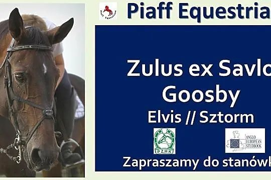STANÓWKA 2021 PIAFF EQUESTRIAN - WICEMISTRZ POLSKI W SKOKACH 2008 - ZULUS EX SALVO GOOSBY - WYBITNY OGIER SP, , Reńska