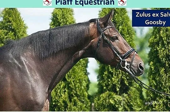 STANÓWKA 2021 PIAFF EQUESTRIAN - WICEMISTRZ POLSKI W SKOKACH 2008 - ZULUS EX SALVO GOOSBY - WYBITNY OGIER SP, , Reńska