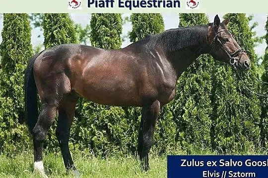 STANÓWKA 2021 PIAFF EQUESTRIAN - WICEMISTRZ POLSKI W SKOKACH 2008 - ZULUS EX SALVO GOOSBY - WYBITNY OGIER SP, , Reńska