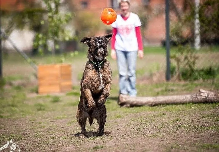 Lubi się bawić, kocha ludzi! - Londi do adopcji, , Wrocław