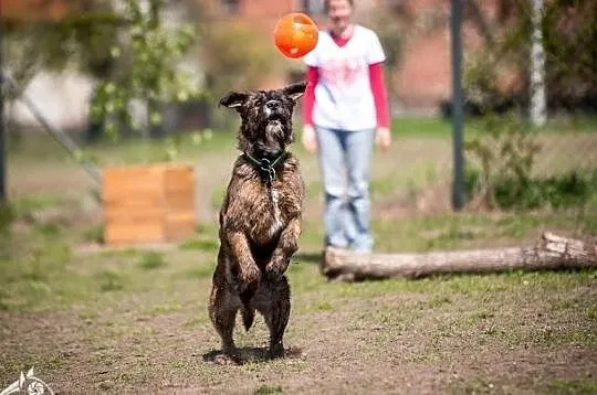 Lubi się bawić, kocha ludzi! - Londi do adopcji, , Wrocław