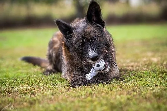 Lubi się bawić, kocha ludzi! - Londi do adopcji, , Wrocław