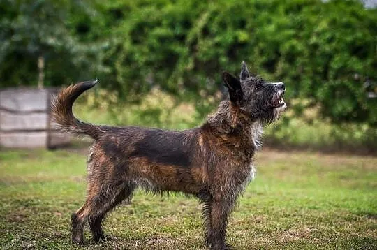 Lubi się bawić, kocha ludzi! - Londi do adopcji, , Wrocław