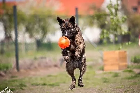 Lubi się bawić, kocha ludzi! - Londi do adopcji, , Wrocław