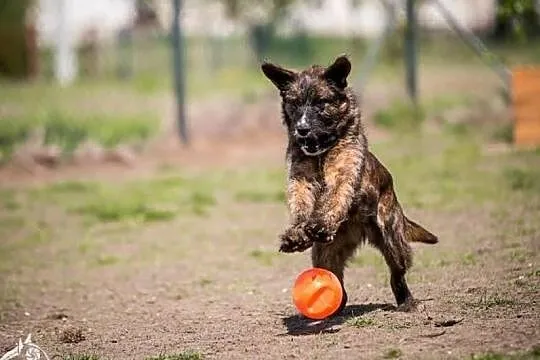 Lubi się bawić, kocha ludzi! - Londi do adopcji, , Wrocław