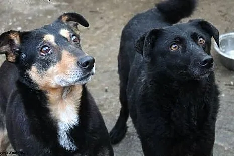 Przesympatyczny kundelek Pikolo szuka domu!,  mazo