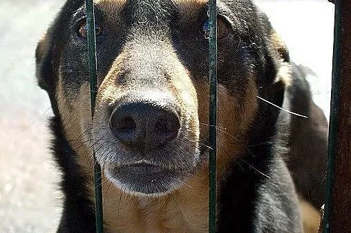 Przesympatyczny kundelek Pikolo szuka domu!,  mazo