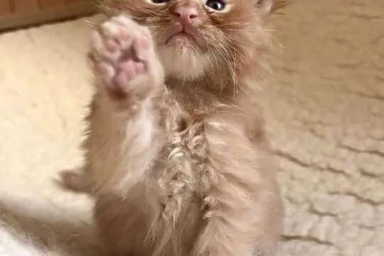 Maine Coon po importach !!!