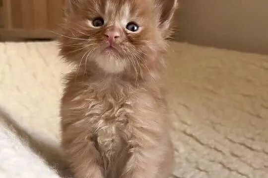 Maine Coon po importach !!!, Dolnośląskie, Wińsko