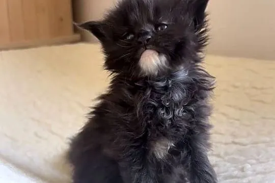 Maine Coon po importach !!!, Dolnośląskie, Wińsko