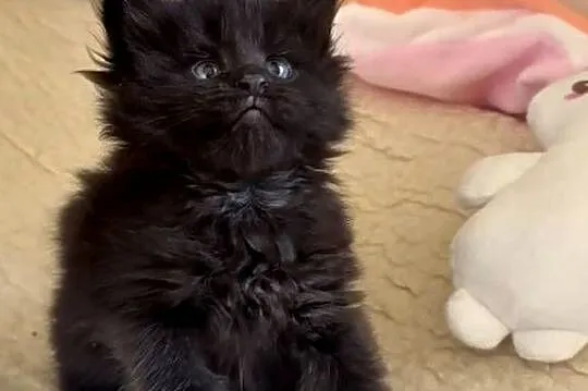 Maine Coon po importach !!!, Dolnośląskie, Wińsko