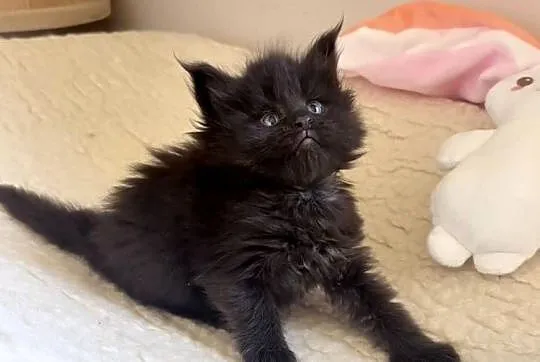 Maine Coon po importach !!!, Dolnośląskie, Wińsko