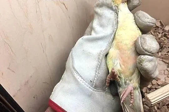 Papugi Rudosterki, Śląskie, Truskolasy