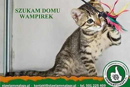 Wampirek z działek. Stawiamy Na Łapy,  małopolskie
