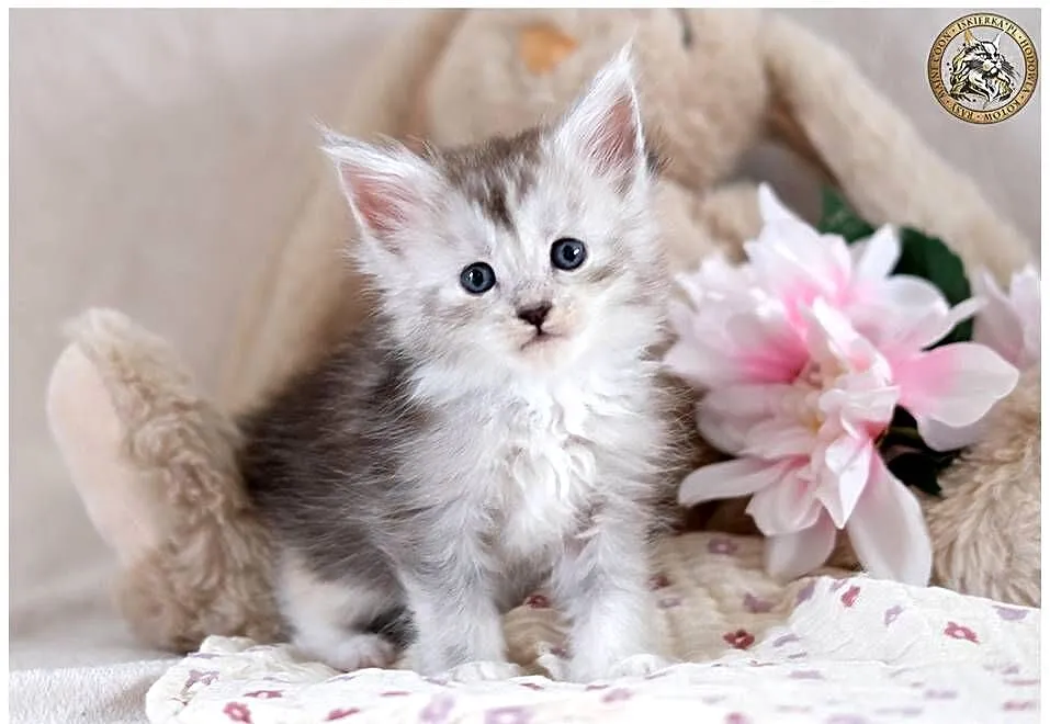Srebrzysta kotka maine coon, Mazowieckie, Warszawa