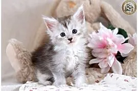 Srebrzysta kotka maine coon