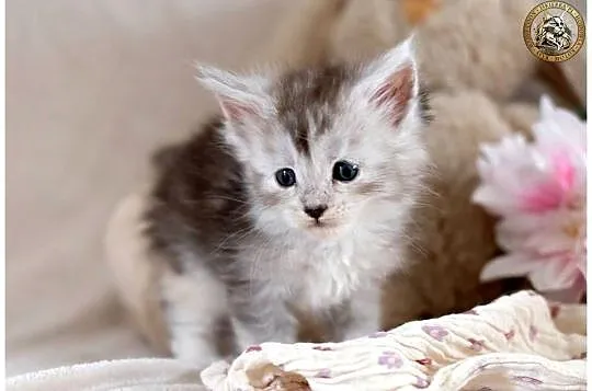 Srebrzysta kotka maine coon, Mazowieckie, Warszawa