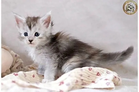 Srebrzysta kotka maine coon, Mazowieckie, Warszawa