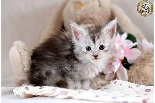 Srebrzysta kotka maine coon, Mazowieckie, Warszawa