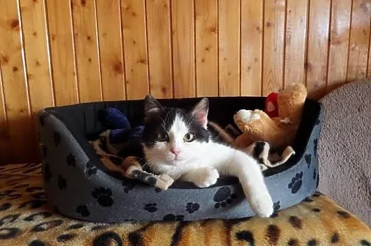 6 miesięczna czarno biała Amelka