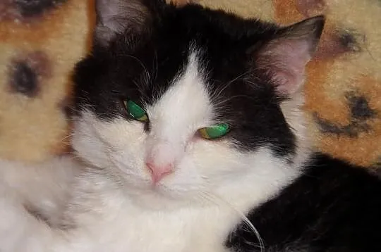 6 miesięczna czarno biała Amelka