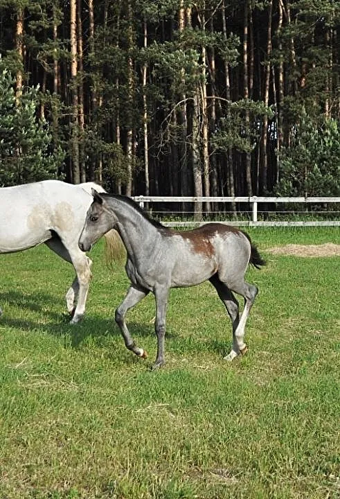 Klaczka wkkw skoki, , Ostrzeszów