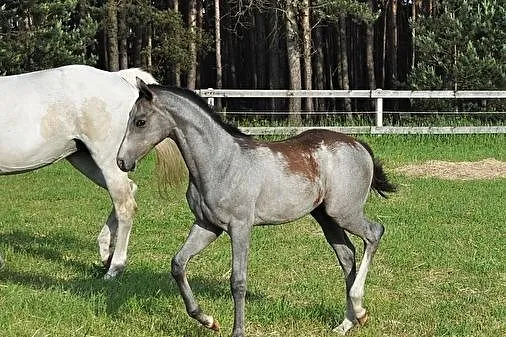 Klaczka wkkw skoki, , Ostrzeszów