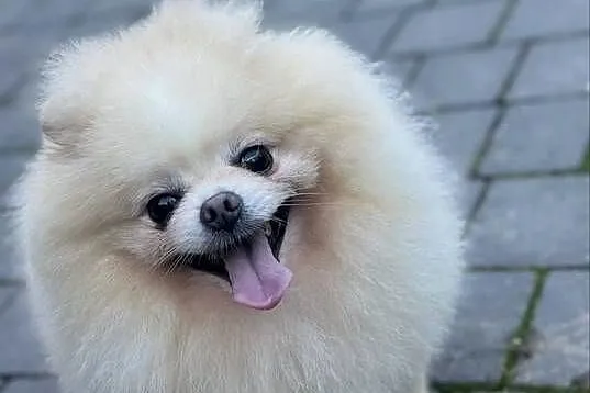 Szpic miniaturowy Pomeranian samiec ADOPCJA, Łódzkie, Kutno