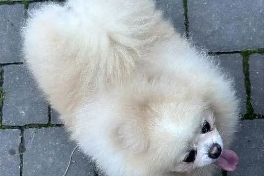 Szpic miniaturowy Pomeranian samiec ADOPCJA, Łódzkie, Kutno