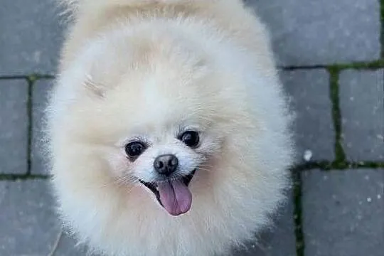 Szpic miniaturowy Pomeranian samiec ADOPCJA, Łódzkie, Kutno