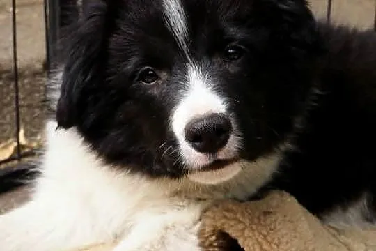 Hodowla FCI oferuje szczenięta border collie po starannie dobranym skojarze