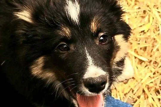Hodowla FCI oferuje szczenięta border collie po starannie dobranym skojarze, Mazowieckie, Milanówek