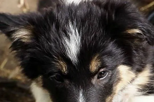 Hodowla FCI oferuje szczenięta border collie po starannie dobranym skojarze, Mazowieckie, Milanówek