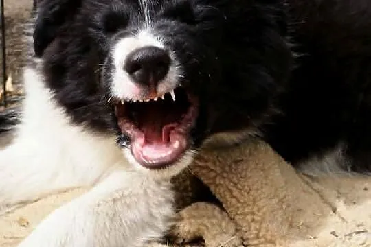 Hodowla FCI oferuje szczenięta border collie po starannie dobranym skojarze, Mazowieckie, Milanówek