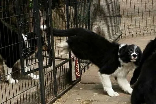 Hodowla FCI oferuje szczenięta border collie po starannie dobranym skojarze, Mazowieckie, Milanówek