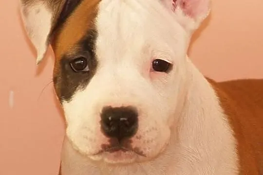 American Staffordshire Terrier-AMSTAFF-SZCZENIĘTA