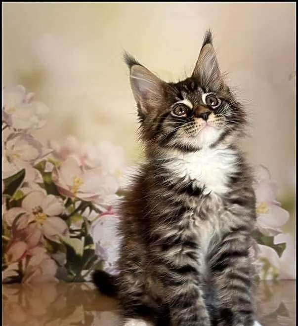 Kocurek Maine Coon Laurel, Małopolskie, Kraków