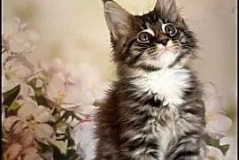 Kocurek Maine Coon Laurel