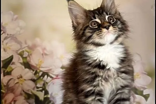 Kocurek Maine Coon Laurel, Małopolskie, Kraków