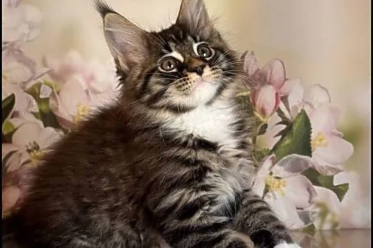 Kocurek Maine Coon Laurel, Małopolskie, Kraków