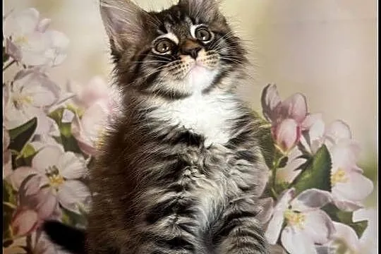 Kocurek Maine Coon Laurel, Małopolskie, Kraków