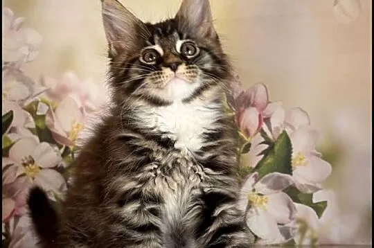 Kocurek Maine Coon Laurel, Małopolskie, Kraków