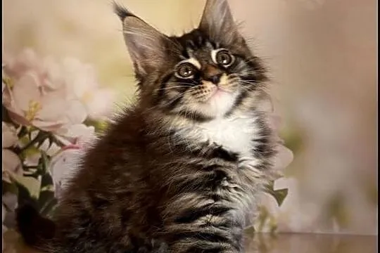 Kocurek Maine Coon Laurel, Małopolskie, Kraków