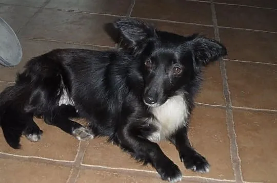 Lola do adopcji